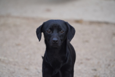 Maffinek poleca się do adopcji Łętkowice - zdjęcie 3