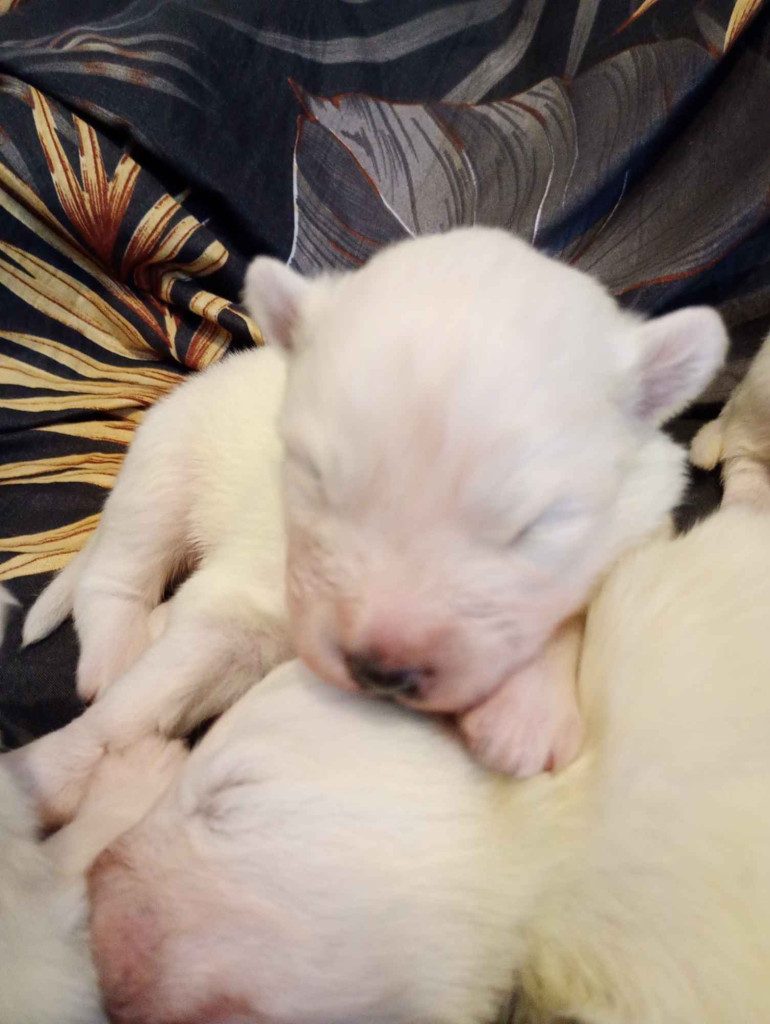 Samojed sprzedam Samoyed szczeniaki 2024 Rokitno Szlacheckie - zdjęcie 3