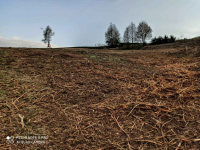 Działka rolno-budowlana (5600m2) ul. Leśna MEDIA (Tuchów) Tuchów - zdjęcie 5