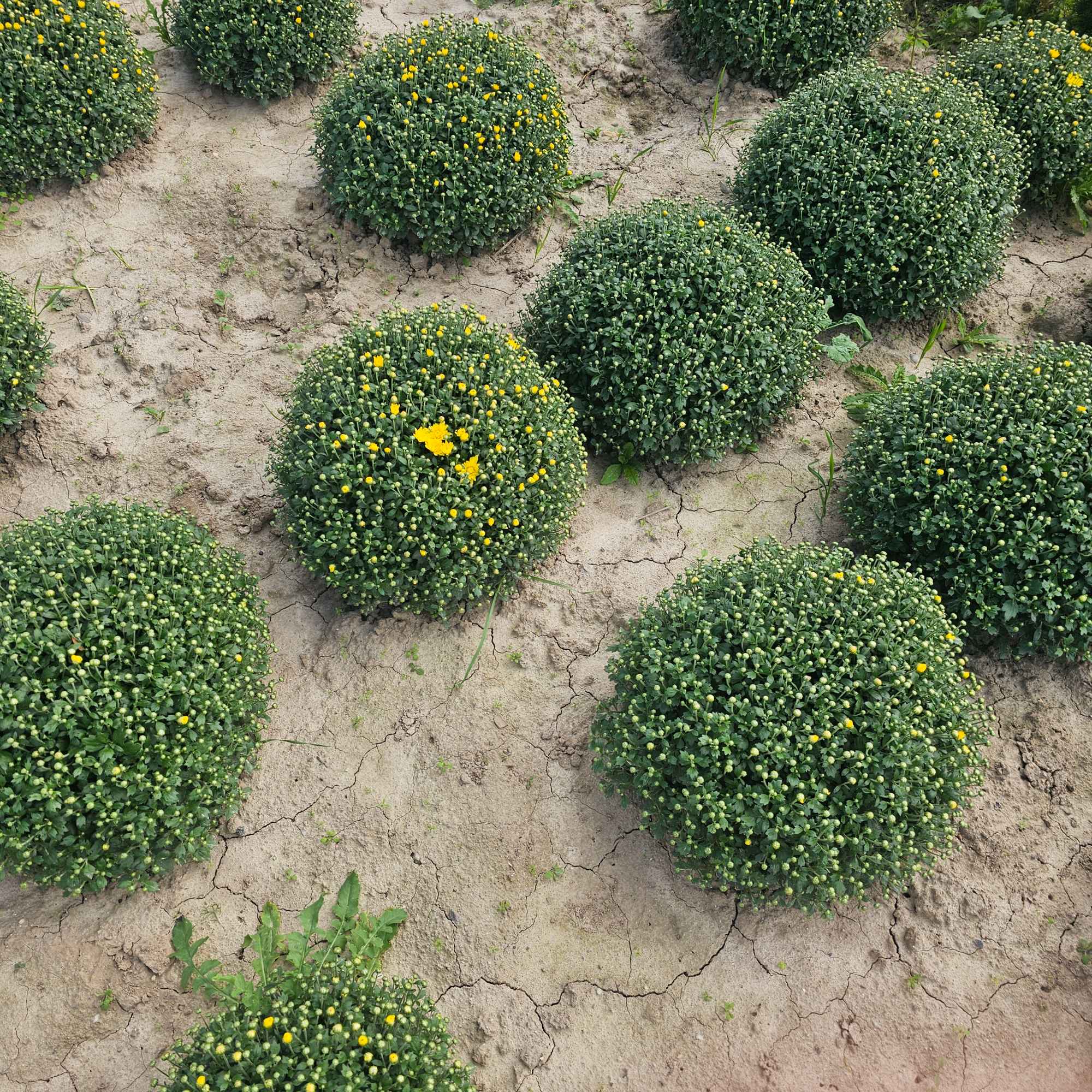 Chryzantemy Udanin - zdjęcie 3