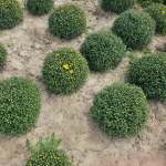 Chryzantemy Udanin - zdjęcie 3