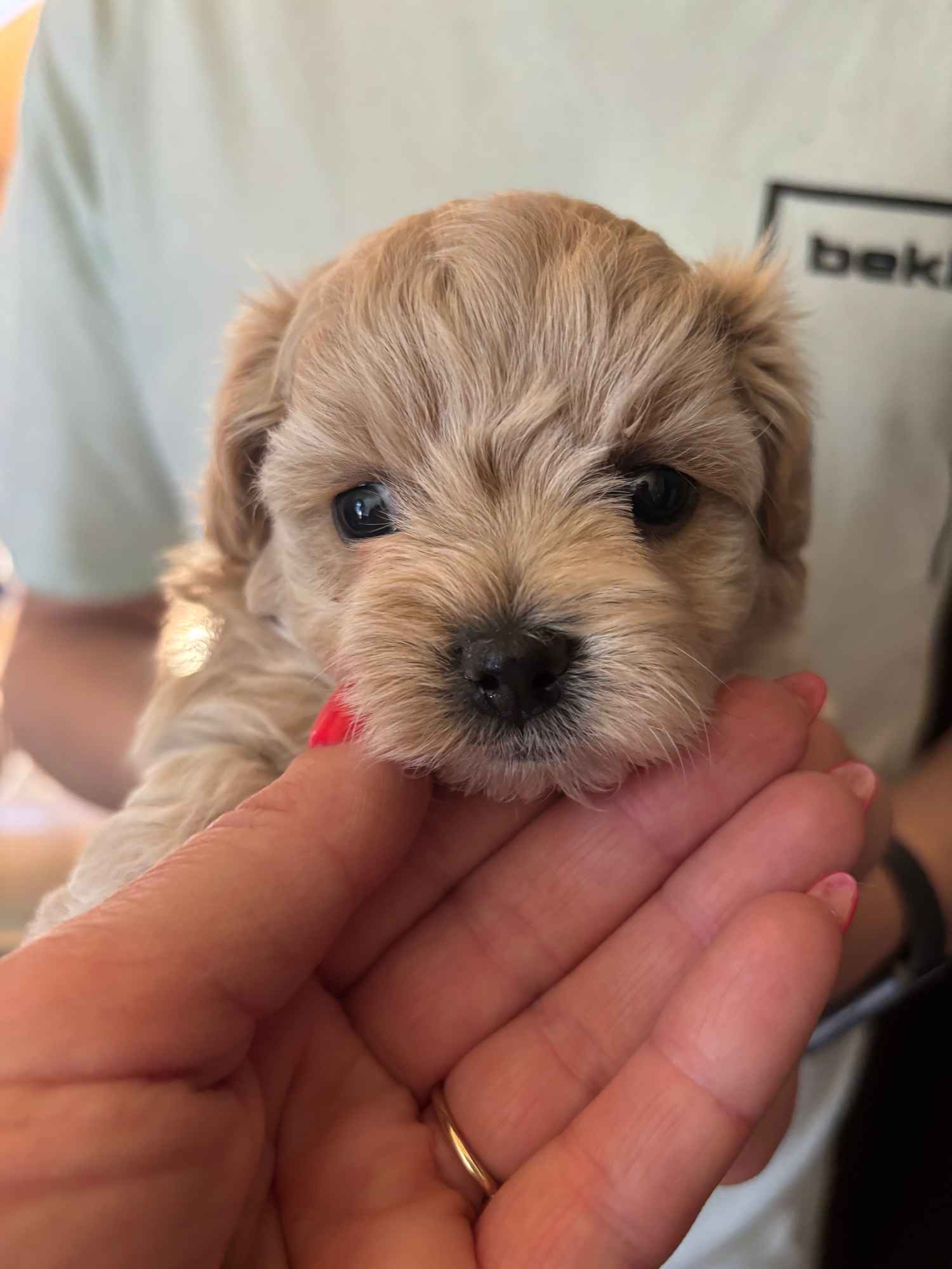 Maltipoo miniaturka 1,5 kg F1 Częstochowa - zdjęcie 6