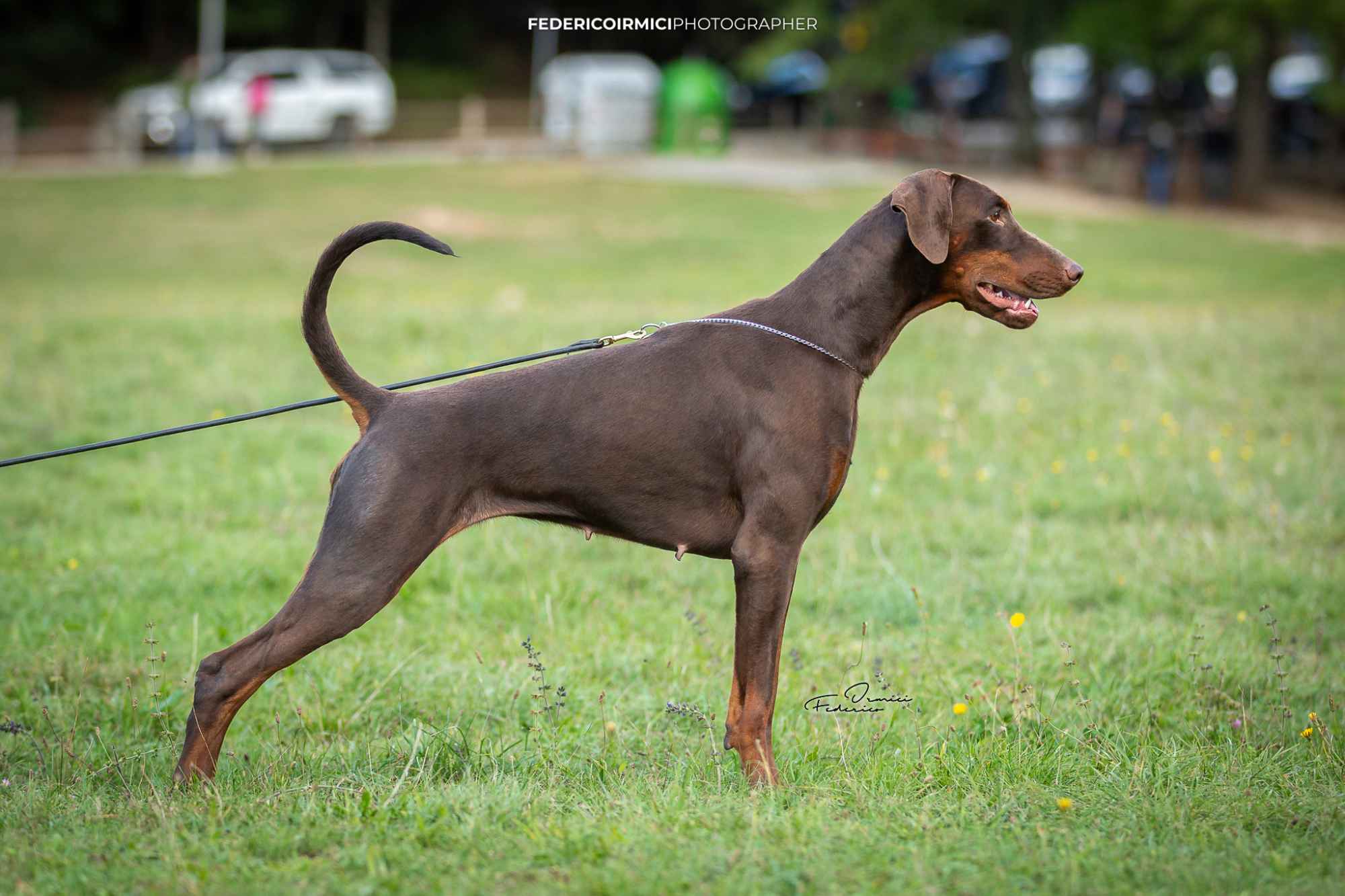 Doberman z wyjątkowego skojarzenia ZKwP/FCI Gorzów Wielkopolski - zdjęcie 7