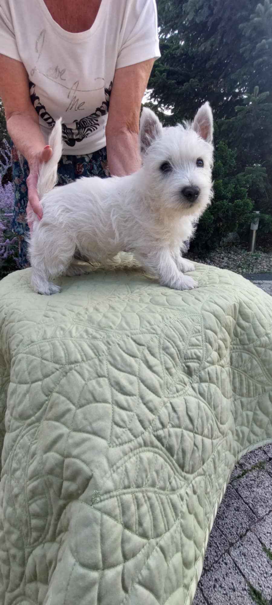 Szczeniaczek chłopiec West Highland White Terrier ZKwP FCI Daszewice - zdjęcie 2