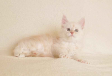 Prześliczny kocurek o rzadkim umaszczeniu Rodowód PZF/WCF Białystok - zdjęcie 8