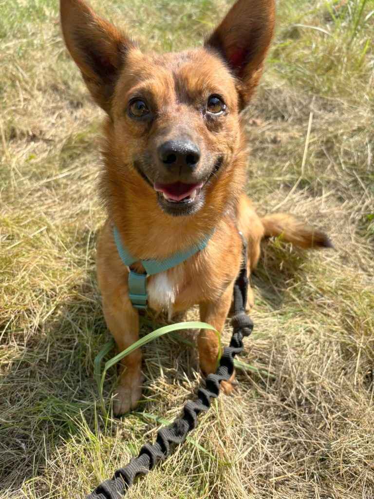 HENIO maleńki grzeczny piesek szuka  domu Mszczonów - zdjęcie 5