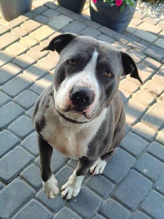 Cudowny, młody, domowy amstaff szuka domu! Olsztyn - zdjęcie 1