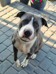 Cudowny, młody, domowy amstaff szuka domu!