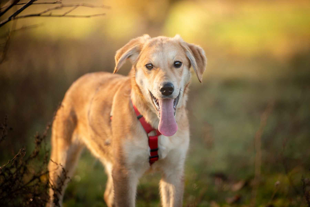 Wafel - biszkoptowy SZCZENIAK szuka domu! Olsztyn - zdjęcie 1