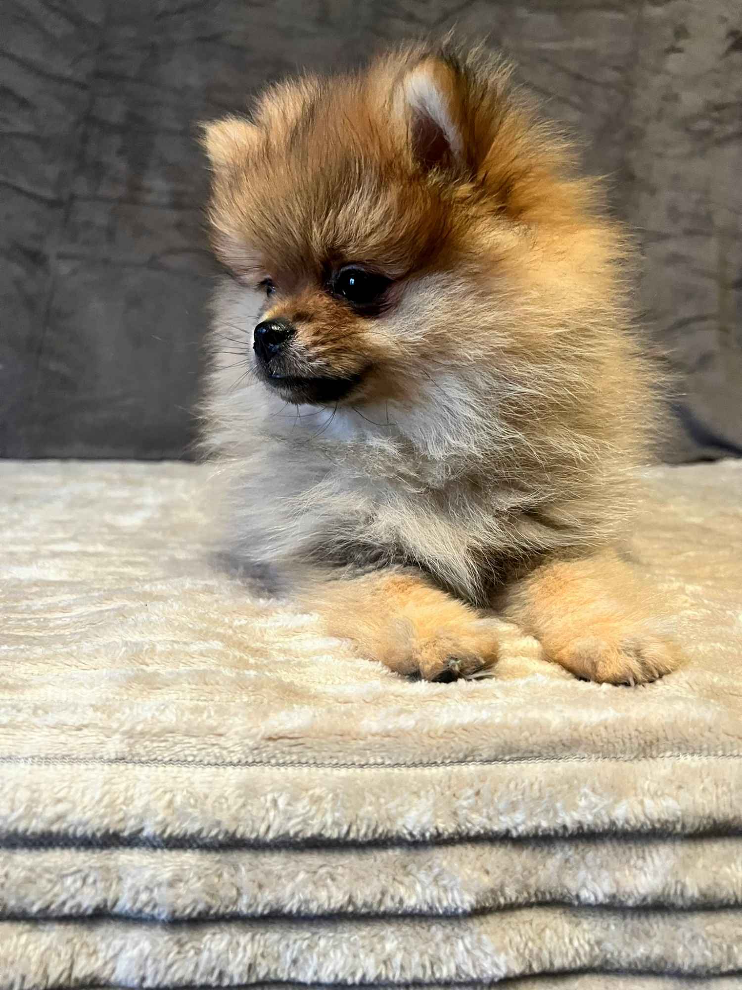Szpic miniaturowy, Pomeranian - ORANGE Widzew - zdjęcie 3