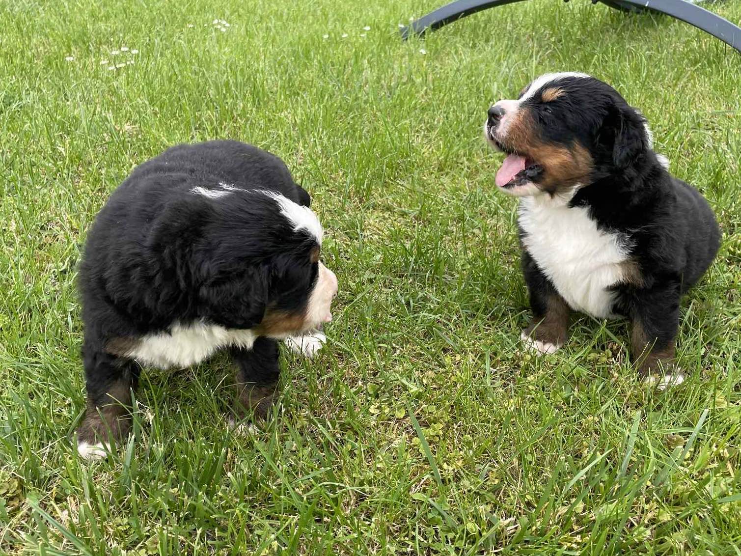 Sprzedam szczeniaki Berneński pies pasterski Kielce - zdjęcie 3