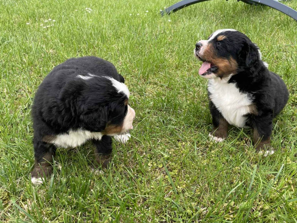 Sprzedam szczeniaki Berneński pies pasterski Kielce - zdjęcie 3