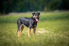 Gucio - młody, niekonfliktowy, wychowany psiak! Olsztyn - zdjęcie 3