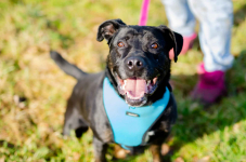 Fantastyczny Czet uratowany z piekła, łagodny AST