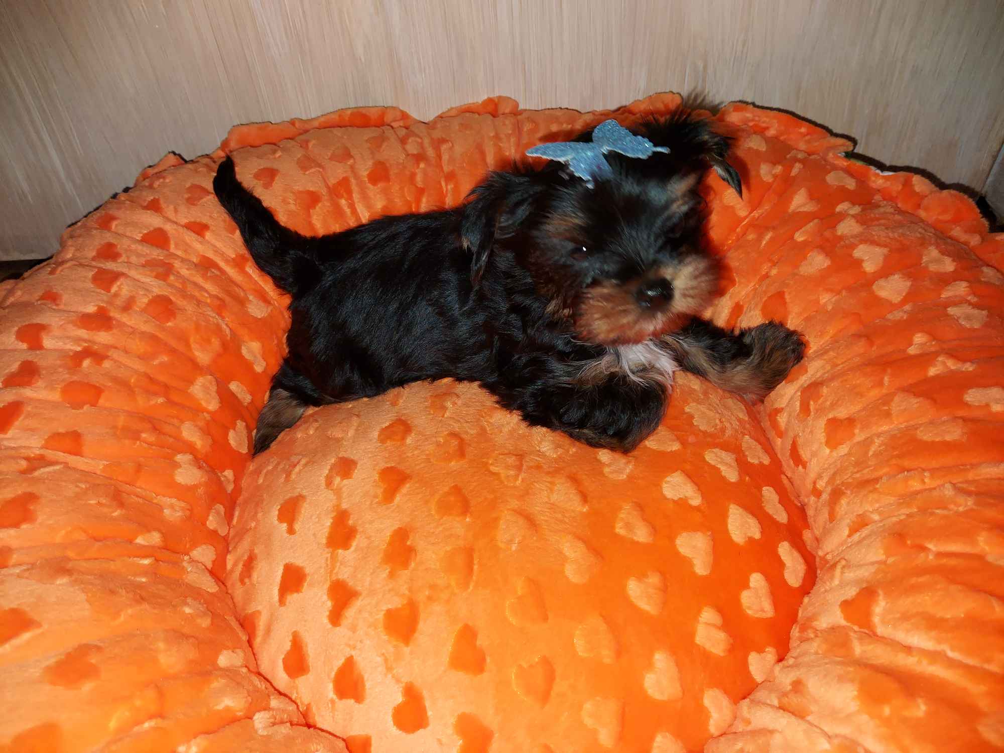 Yorkshire Biewer Terier Black Tan Rumia - zdjęcie 1