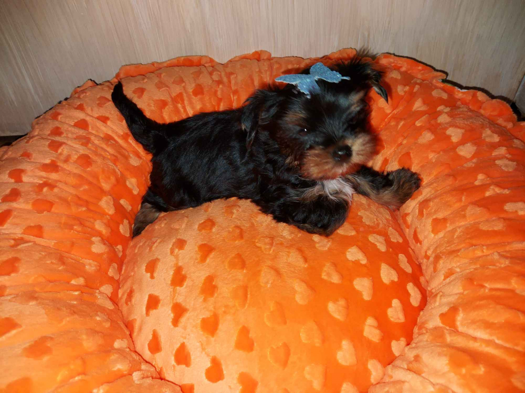 Yorkshire Biewer Terier Black Tan Rumia - zdjęcie 1
