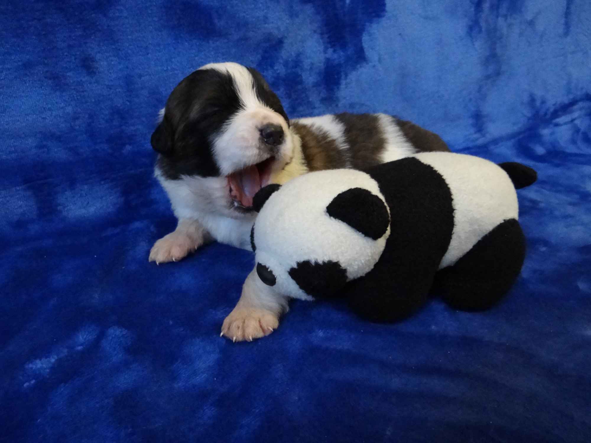 Moskiewski pies stróżujący Bernardyn Kaukaz Kangal Owczarek Koluszki - zdjęcie 1