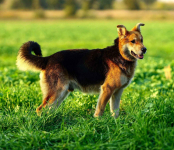 Fido - spokojny, kochany psiak szuka domu! Olsztyn - zdjęcie 2