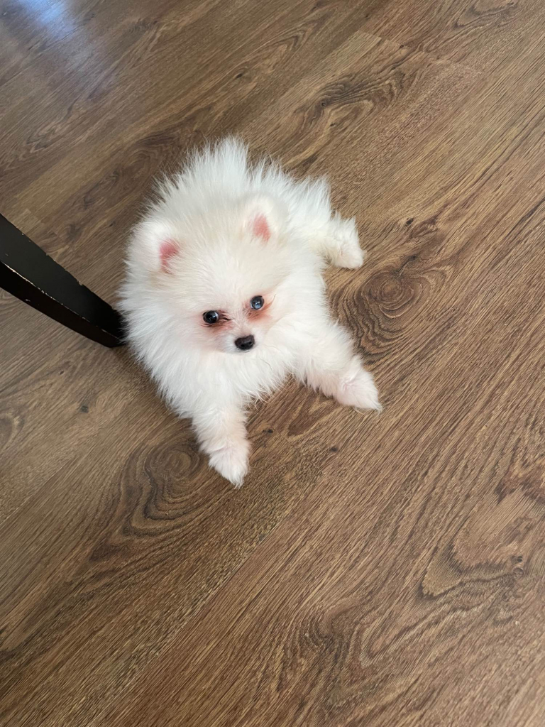 Sprzedam Szczeniaka Szpica Miniaturkę Stargard - zdjęcie 3