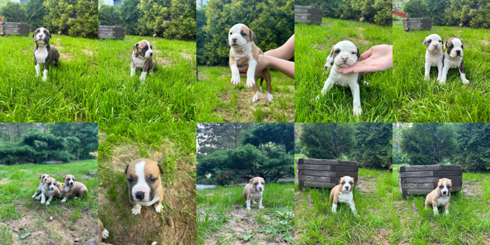 Szczenięta American Staffordshire Terrier Amstaff FCI/ZKWP Huta - zdjęcie 2