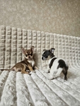 Pieski chihuahua Mińsk Mazowiecki - zdjęcie 4