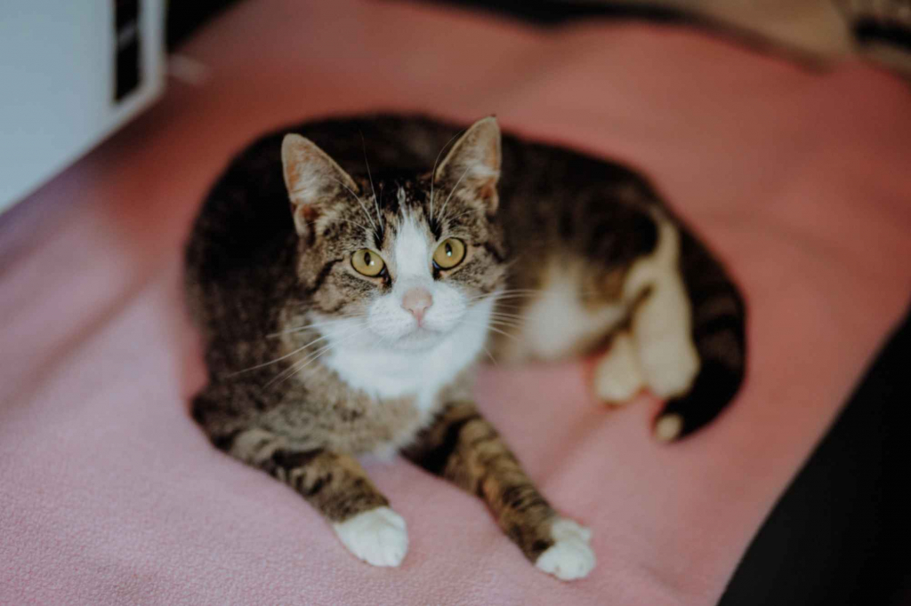 Cudowna Marzenka, wyjątkowa kotka do adopcji Olsztyn - zdjęcie 2