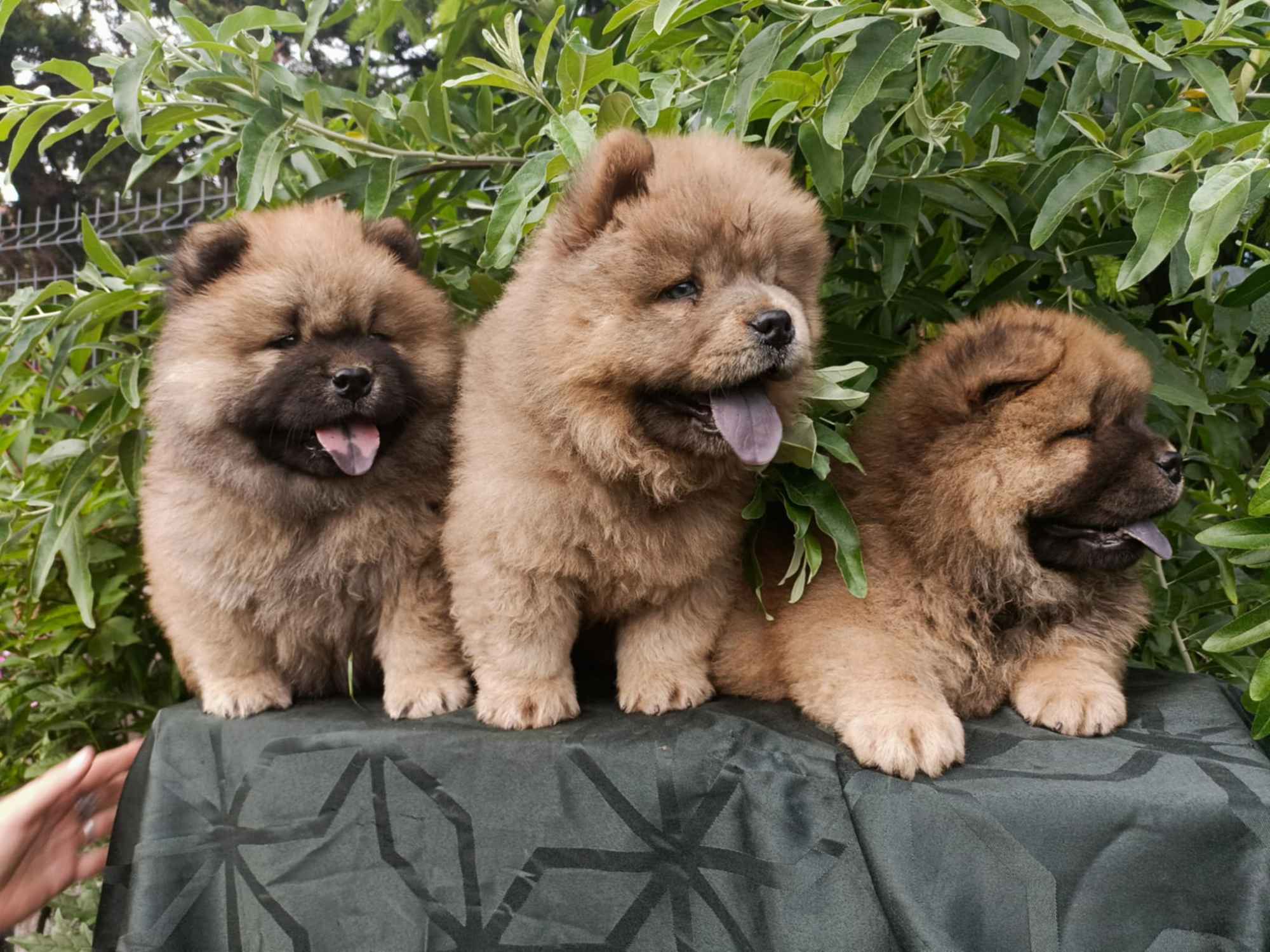 Wzorcowe Chow Chow piękny exterrier rodzice FCI Krapkowice - zdjęcie 1
