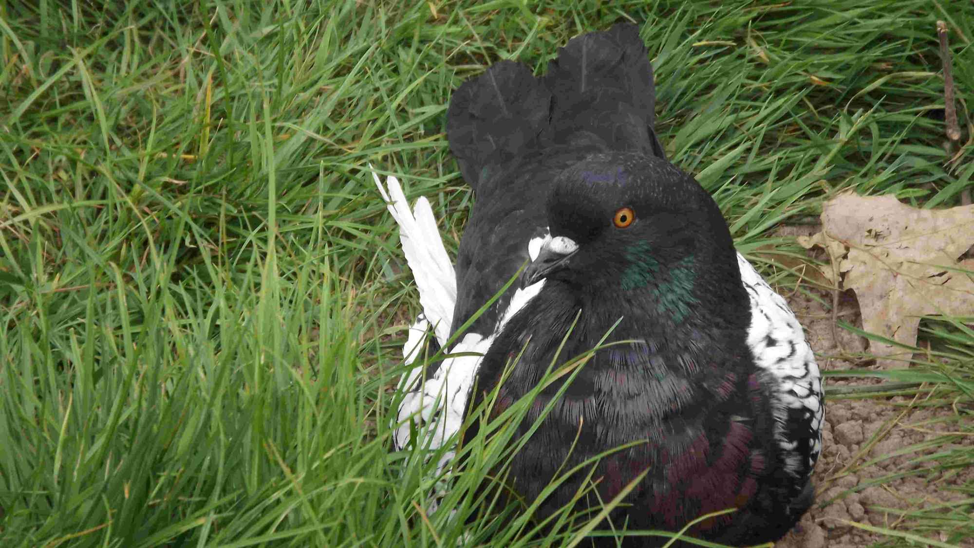 SPRZEDAM GOŁĘBIE Podborze - zdjęcie 7