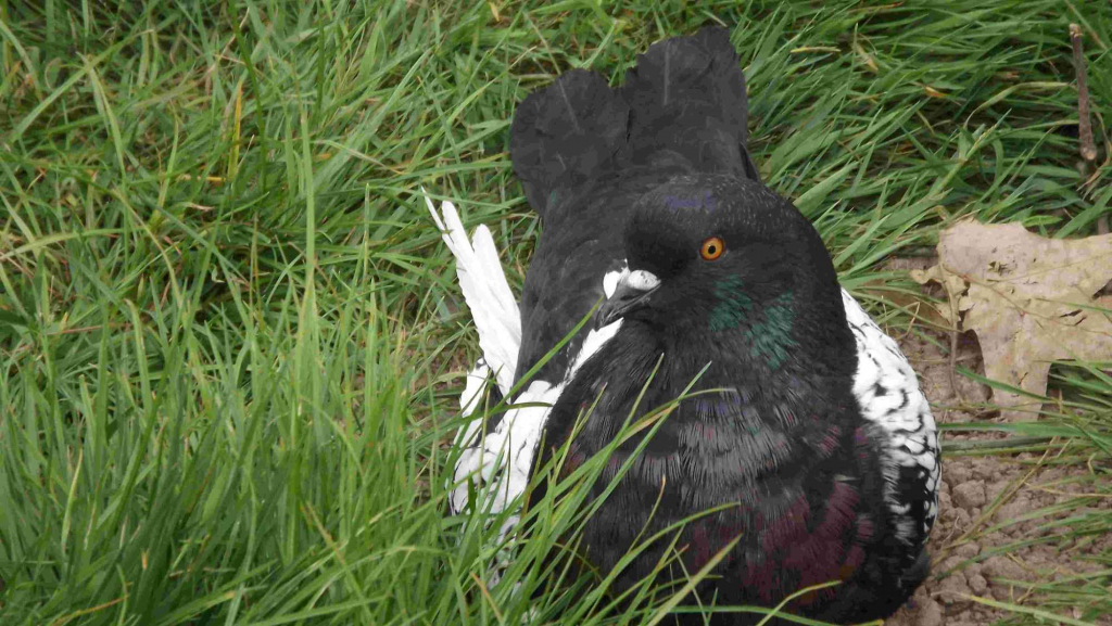 SPRZEDAM GOŁĘBIE Podborze - zdjęcie 7