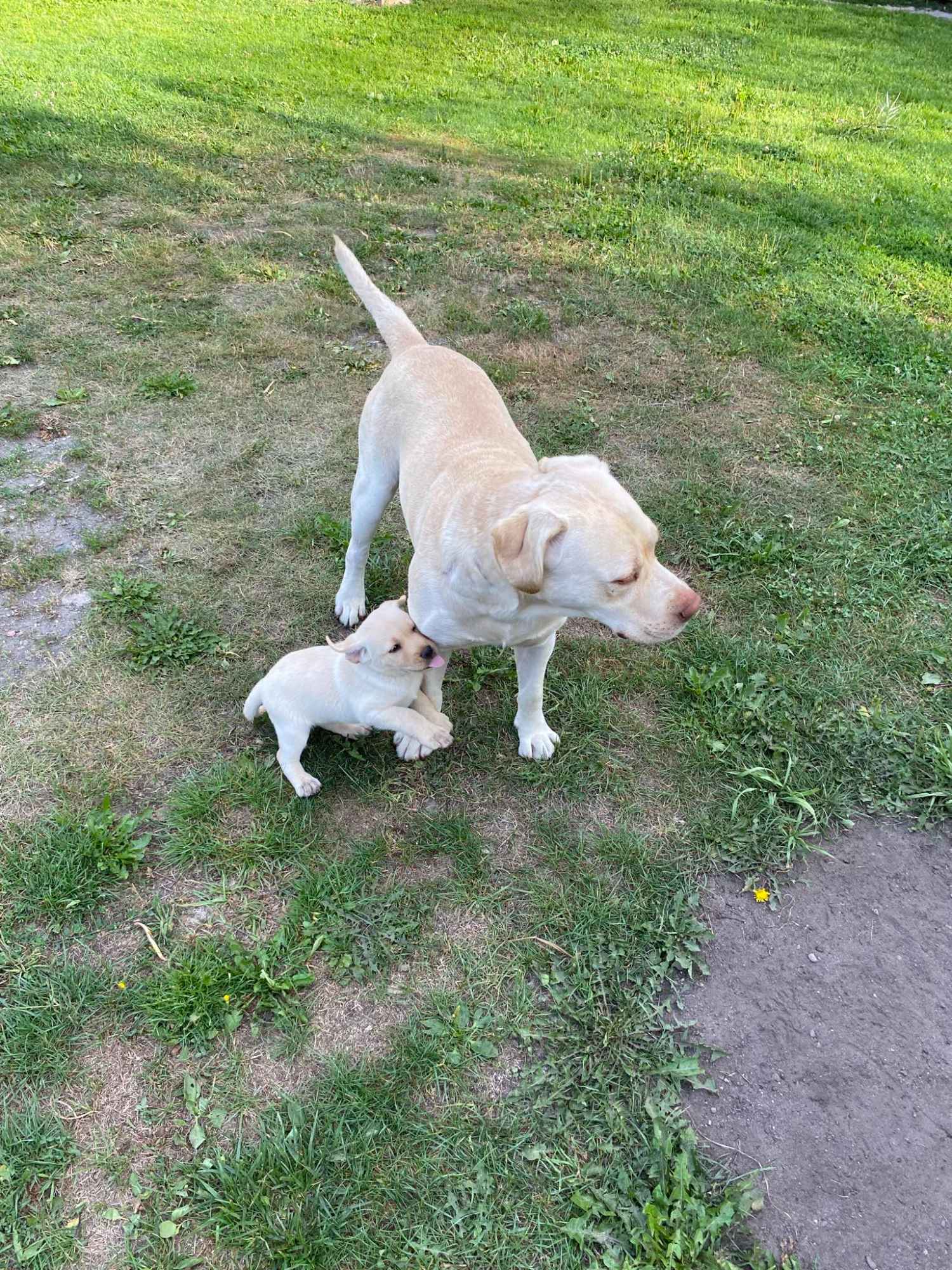 Pies Labrador 2 miesenca Łapy - zdjęcie 5