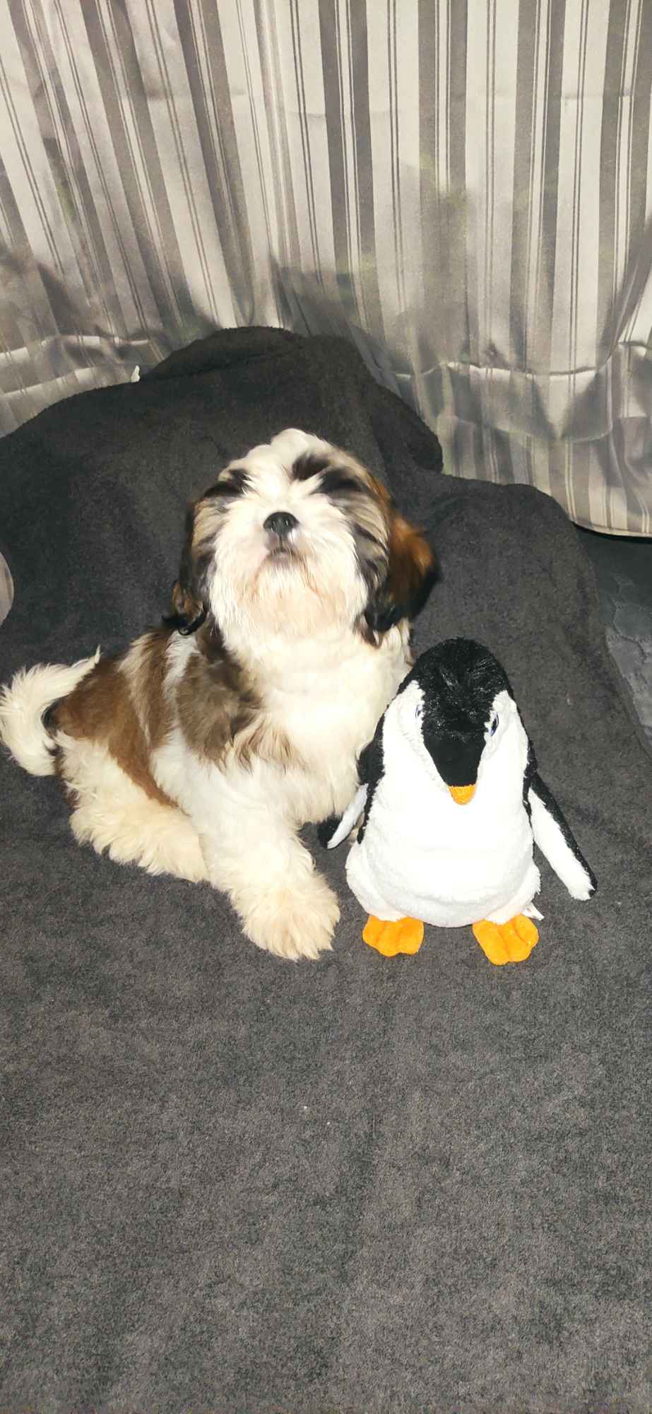 Shih TZU FCI ZKwP Tuchów - zdjęcie 8