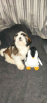 Shih TZU FCI ZKwP Tuchów - zdjęcie 8