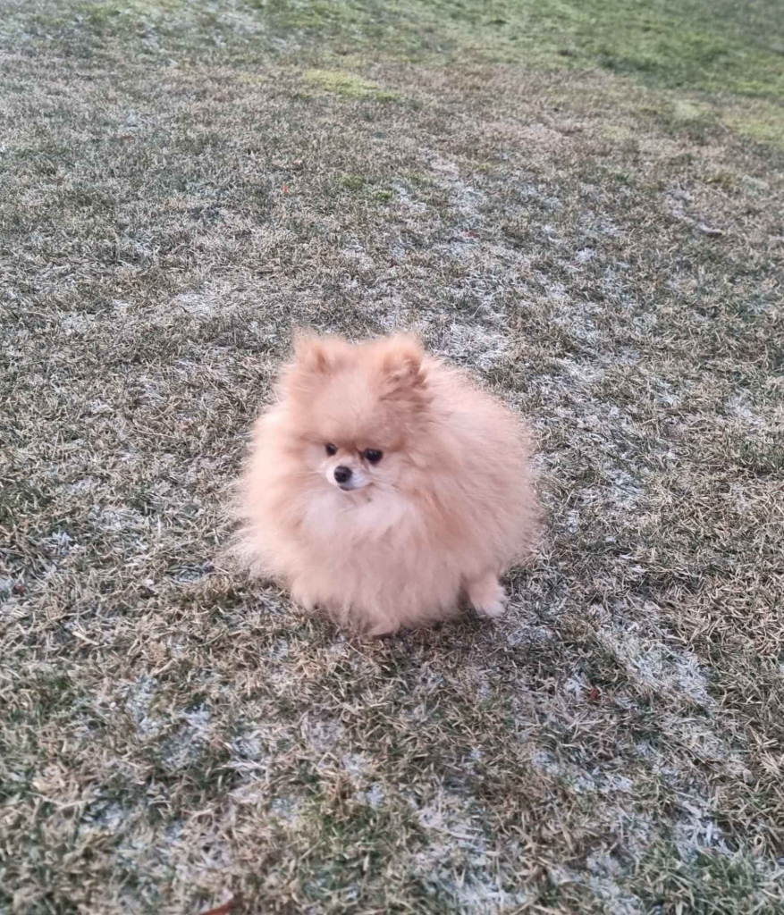 Pomeranian dorosły samiec Złotoryja - zdjęcie 3