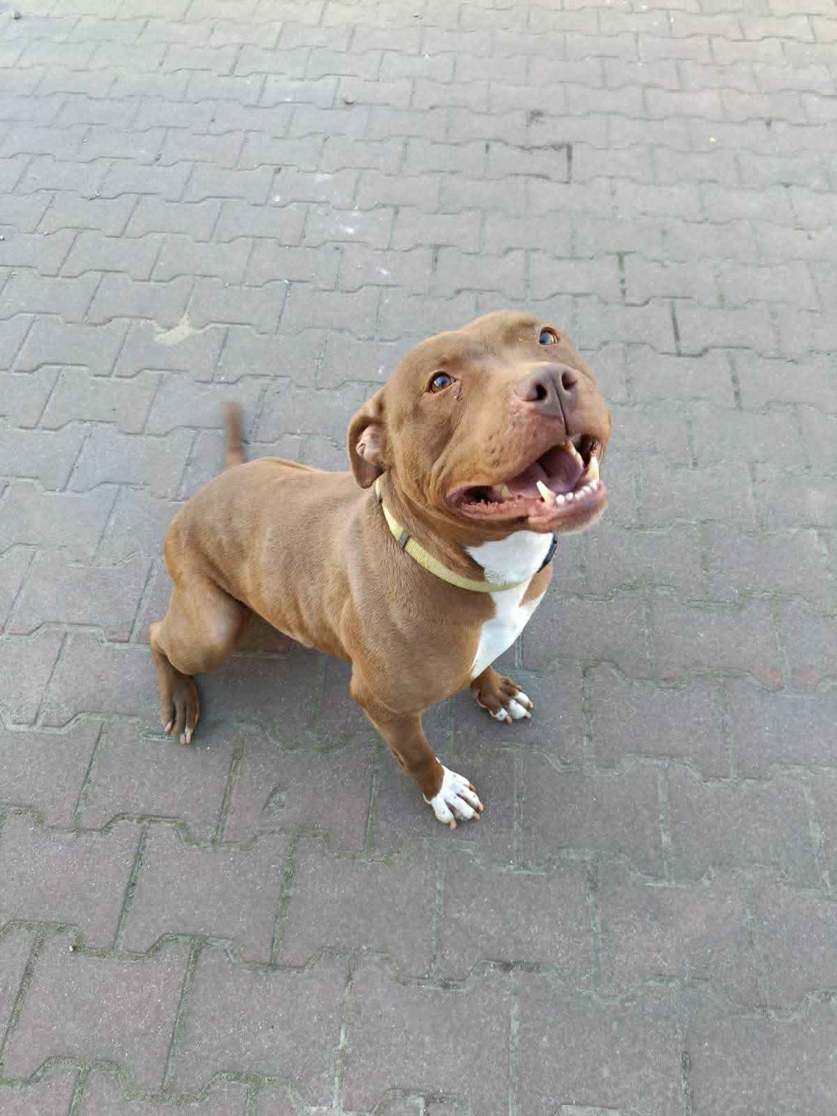 Megi - wyjątkowa sunia w typie pitbulla szuka domu! Olsztyn - zdjęcie 3