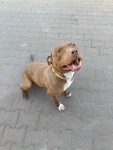 Megi - wyjątkowa sunia w typie pitbulla szuka domu! Olsztyn - zdjęcie 3