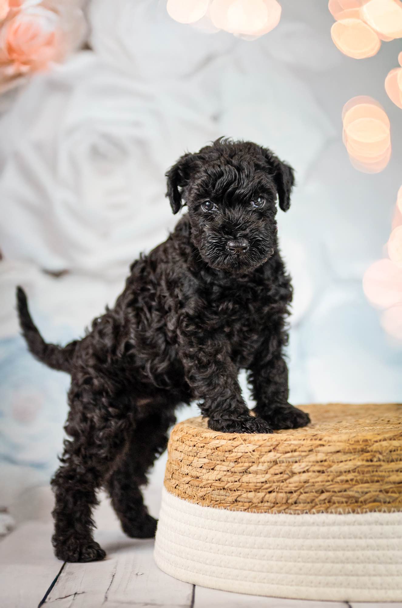 Kerry blue terrier Jedyne szczenięta w Polsce Radom - zdjęcie 1