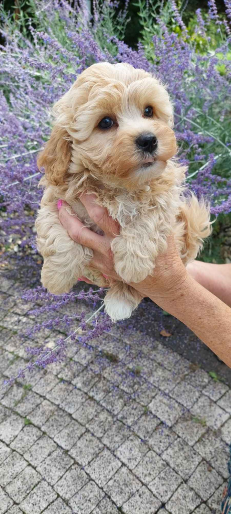 Szczeniaczek chłopiec Rosyjska Bolonka Kolorowa ZKwP FCI Daszewice - zdjęcie 2