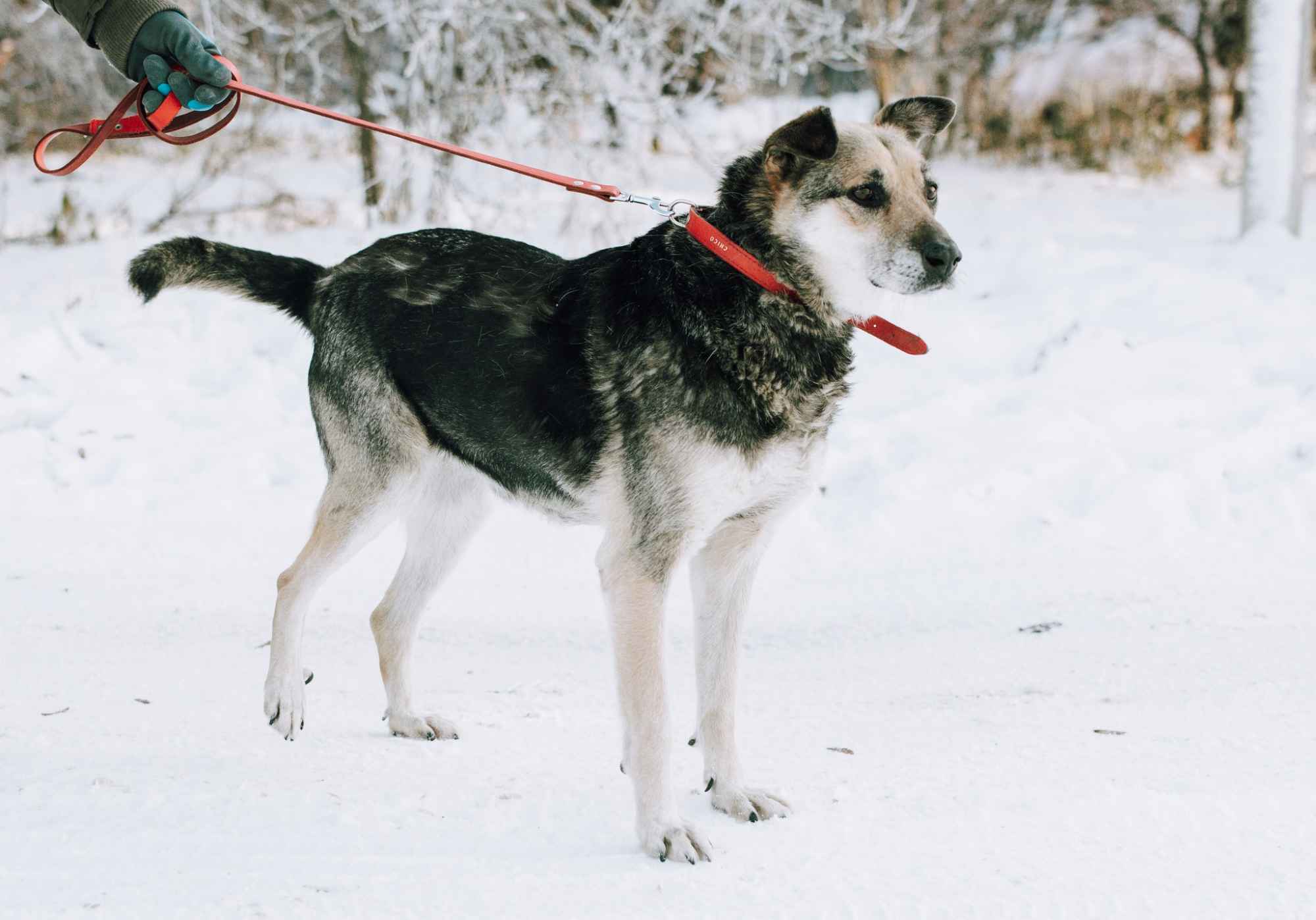 Szaza - skazana na schronisko za bycie kundelkiem Olsztyn - zdjęcie 3