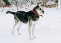 Szaza - skazana na schronisko za bycie kundelkiem Olsztyn - zdjęcie 3