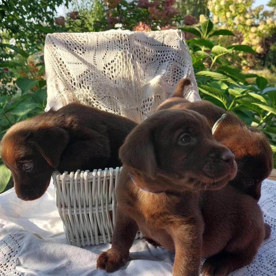 Labrador Czekoladowy Piekary - zdjęcie 6