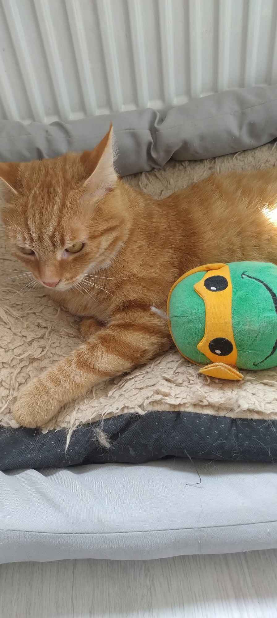 Kotek do adopcji Pabianice - zdjęcie 4