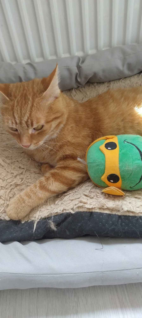 Kotek do adopcji Pabianice - zdjęcie 4