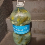 ogórki kiszone
