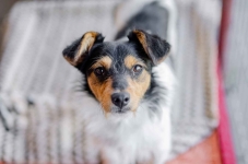 Żuczek - niewielki mix terrierka szuka domu! Olsztyn - zdjęcie 3