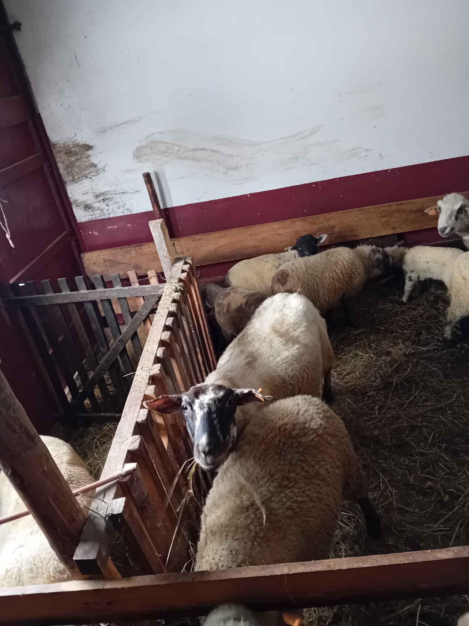 BARANKI DO OGRÓDKA Mszana Dolna - zdjęcie 9