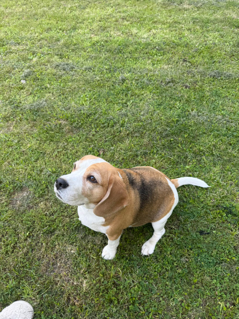 Nora- jest serdeczna i przyjazna, szukam przyjaznej rodziny. Mokotów - zdjęcie 1