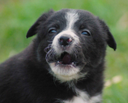 Border collie blue merle blue eyes Lublin - zdjęcie 6