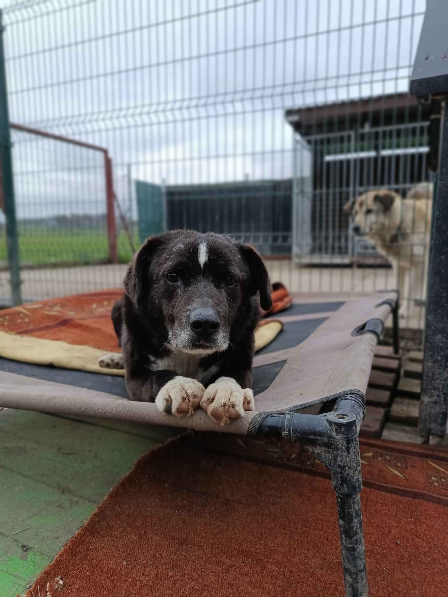 Wania - cudowny, ciepły, kochany psiak! Olsztyn - zdjęcie 3