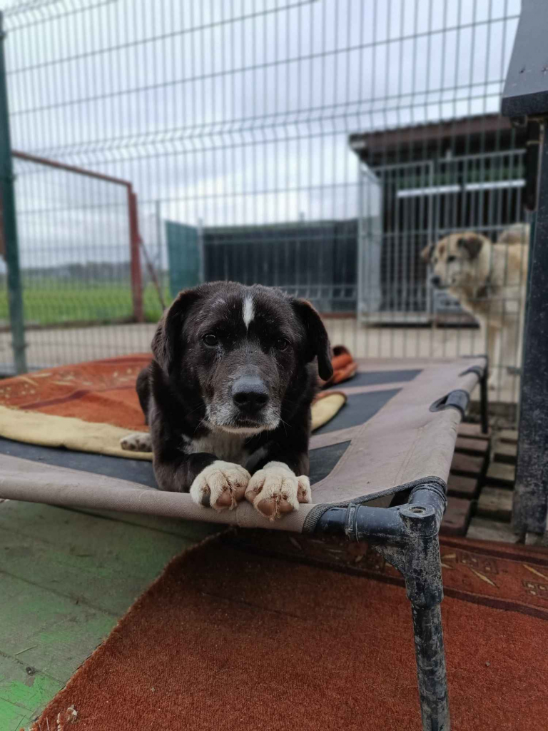 Wania - cudowny, ciepły, kochany psiak! Olsztyn - zdjęcie 3