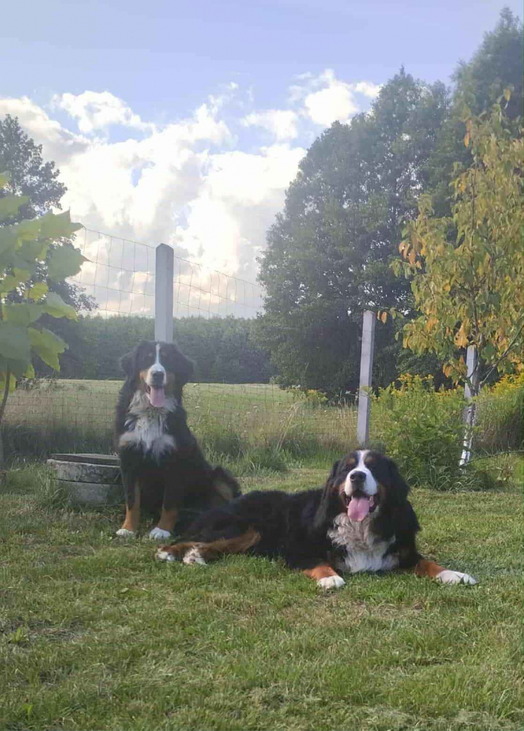 Berneńskie Psy Pasterskie Białobrzegi - zdjęcie 7